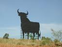 Osborne bull