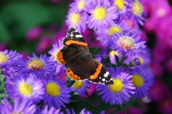 Largest Butterfly Park in Europe to open in 2011