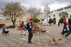 The animals return to El Camino in March 2011