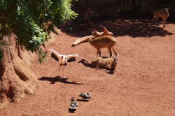 Bioparc Fuengirola