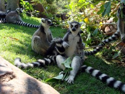 Bioparc Fuengirola