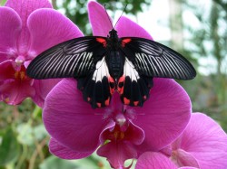 Papilio Rumanzovia at Mariposario de Benalmádena - Butterfly Park