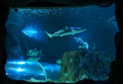 Sea Life – Benalmadena