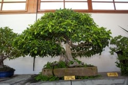 Museum of Bonsai of Marbella