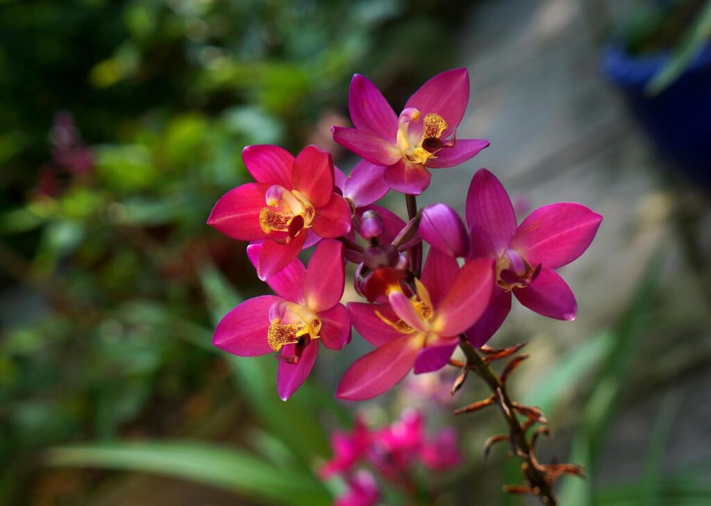 Estepona Orchidarium: A Tropical Jewel on the Costa del Sol
