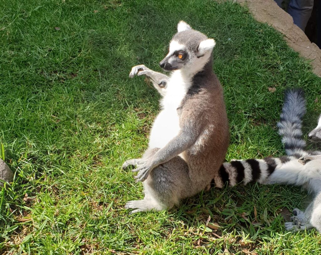 Bioparc Fuengirola: A Wild Journey Through One of the Costa del Sol’s Most Unique Attractions