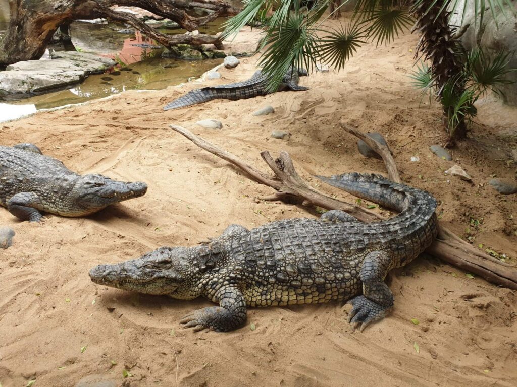 Bioparc Fuengirola: A Wild Journey Through One of the Costa del Sol’s Most Unique Attractions