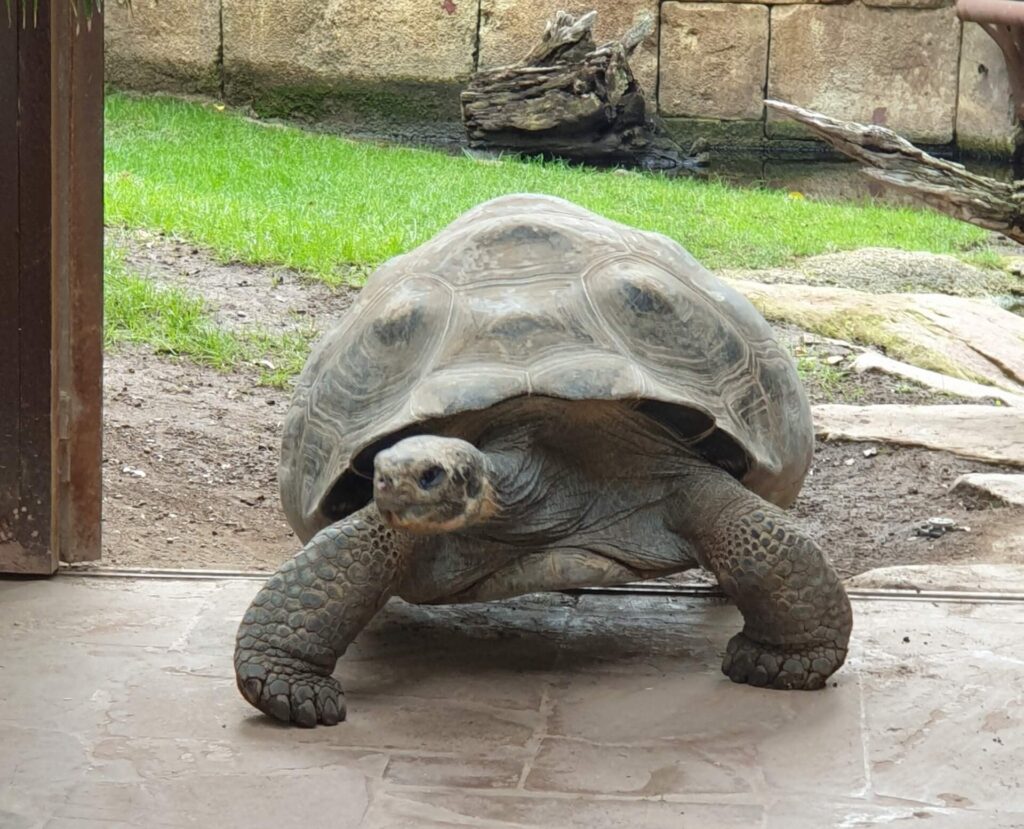 Bioparc Fuengirola: A Wild Journey Through One of the Costa del Sol’s Most Unique Attractions